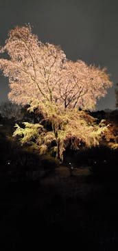 六義園に投稿された画像（2023/3/26）