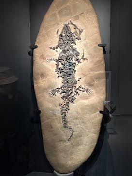 国立科学博物館に投稿された画像（2023/3/26）