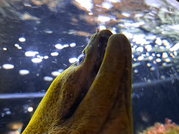 京都水族館に投稿された画像（2023/3/26）