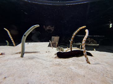 京都水族館に投稿された画像（2023/3/26）