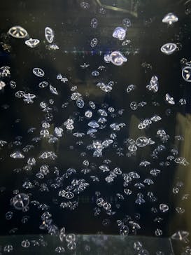 アクアワールド茨城県大洗水族館に投稿された画像（2023/3/26）