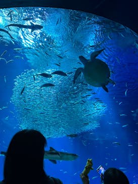 アクアワールド茨城県大洗水族館に投稿された画像（2023/3/26）