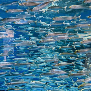 アクアワールド茨城県大洗水族館に投稿された画像（2023/3/26）