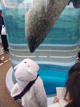 京都水族館に投稿された画像（2023/3/26）