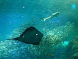新江ノ島水族館に投稿された画像（2023/3/26）