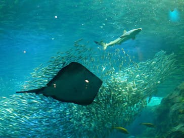 新江ノ島水族館に投稿された画像（2023/3/26）