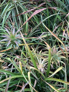 ナゴパイナップルパークに投稿された画像（2023/3/26）