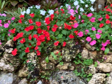 ナゴパイナップルパークに投稿された画像（2023/3/26）