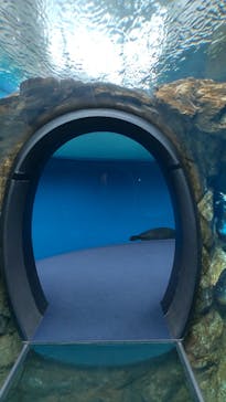 しながわ水族館に投稿された画像（2023/3/26）