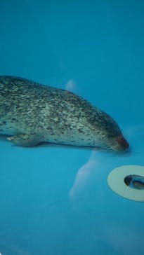 しながわ水族館に投稿された画像（2023/3/26）