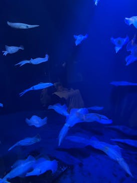 上越市立水族博物館 うみがたりに投稿された画像（2023/3/26）