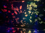 名古屋港水族館に投稿された画像（2023/3/26）
