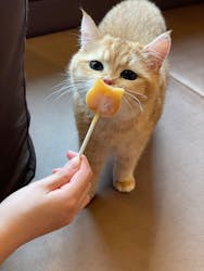 猫カフェモカ　池袋西口店に投稿された画像（2023/3/26）