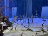名古屋港水族館に投稿された画像（2023/3/26）