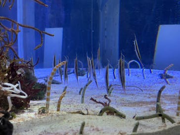 名古屋港水族館に投稿された画像（2023/3/26）