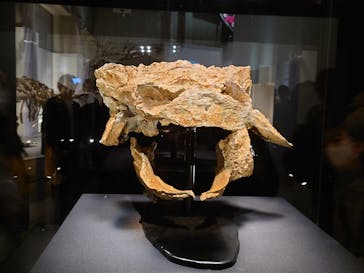 特別展「恐竜博2023」に投稿された画像（2023/3/26）