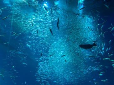 アクアワールド茨城県大洗水族館に投稿された画像（2023/3/26）