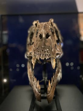 特別展「恐竜博2023」に投稿された画像（2023/3/26）