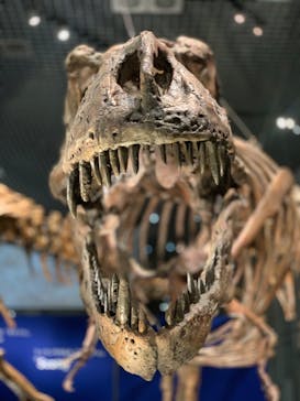 特別展「恐竜博2023」に投稿された画像（2023/3/26）