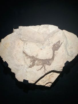 特別展「恐竜博2023」に投稿された画像（2023/3/26）