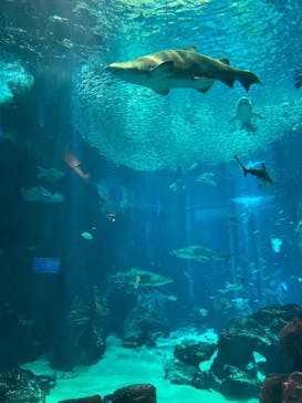 マリンワールド海の中道に投稿された画像（2023/3/26）