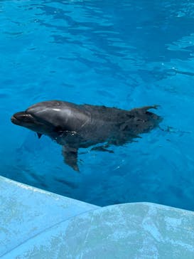 マリンワールド海の中道に投稿された画像（2023/3/26）