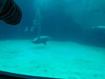 名古屋港水族館に投稿された画像（2023/3/26）