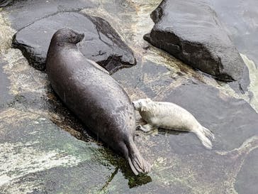 伊豆・三津シーパラダイスに投稿された画像（2023/3/26）