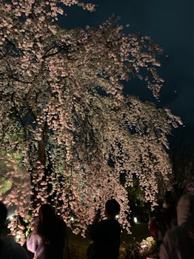 『NAKED FLOWERS 2023 桜 世界遺産・二条城』に投稿された画像（2023/3/26）