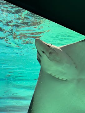 サンシャイン水族館に投稿された画像（2023/3/26）