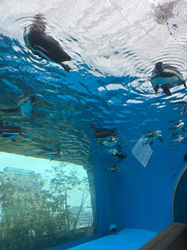 サンシャイン水族館に投稿された画像（2023/3/26）