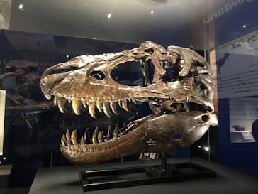 特別展「恐竜博2023」に投稿された画像（2023/3/26）