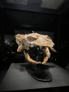 特別展「恐竜博2023」に投稿された画像（2023/3/26）