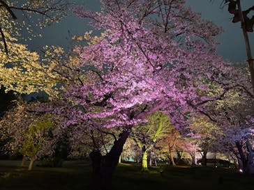 『NAKED FLOWERS 2023 桜 世界遺産・二条城』に投稿された画像（2023/3/26）