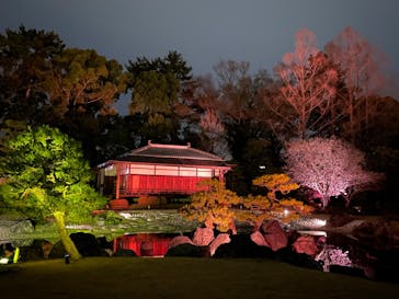 『NAKED FLOWERS 2023 桜 世界遺産・二条城』に投稿された画像（2023/3/26）