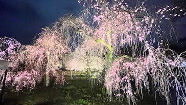 『NAKED FLOWERS 2023 桜 世界遺産・二条城』に投稿された画像（2023/3/26）
