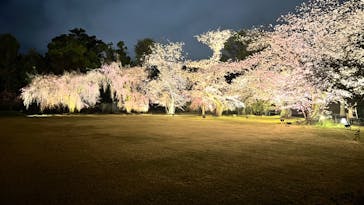 『NAKED FLOWERS 2023 桜 世界遺産・二条城』に投稿された画像（2023/3/26）