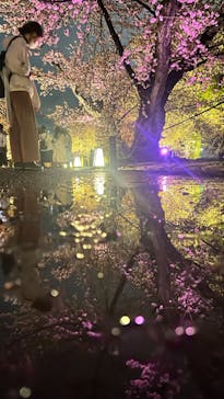 『NAKED FLOWERS 2023 桜 世界遺産・二条城』に投稿された画像（2023/3/26）