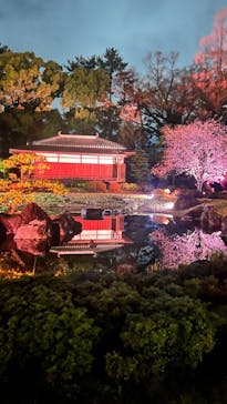 『NAKED FLOWERS 2023 桜 世界遺産・二条城』に投稿された画像（2023/3/26）