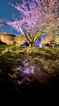 『NAKED FLOWERS 2023 桜 世界遺産・二条城』に投稿された画像（2023/3/26）