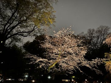 六義園に投稿された画像（2023/3/26）