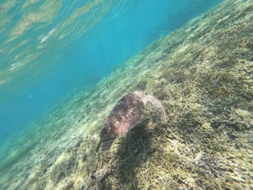 宮古島 ADVENTURE PiPi（ミヤコジマ アドベンチャー ピピ）に投稿された画像（2023/3/26）