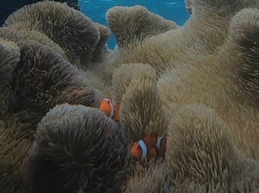 宮古島 ADVENTURE PiPi（ミヤコジマ アドベンチャー ピピ）に投稿された画像（2023/3/26）