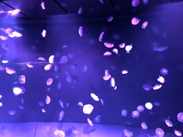 サンシャイン水族館に投稿された画像（2023/3/26）