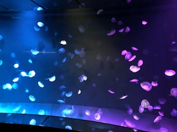 サンシャイン水族館に投稿された画像（2023/3/26）