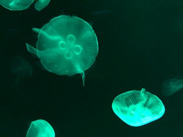 サンシャイン水族館に投稿された画像（2023/3/26）