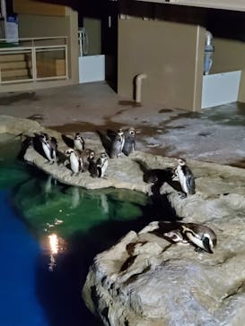 アクアワールド茨城県大洗水族館に投稿された画像（2023/3/26）