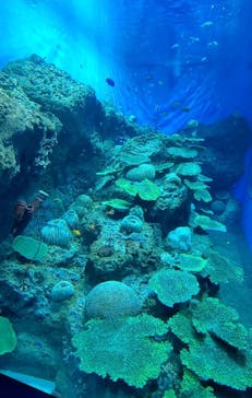 アクアワールド茨城県大洗水族館に投稿された画像（2023/3/26）