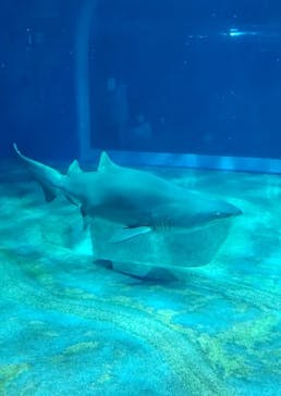 アクアワールド茨城県大洗水族館に投稿された画像（2023/3/26）