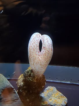 アクアワールド茨城県大洗水族館に投稿された画像（2023/3/26）